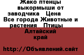 Жако птенцы выкормыши от заводчика › Цена ­ 1 - Все города Животные и растения » Птицы   . Алтайский край